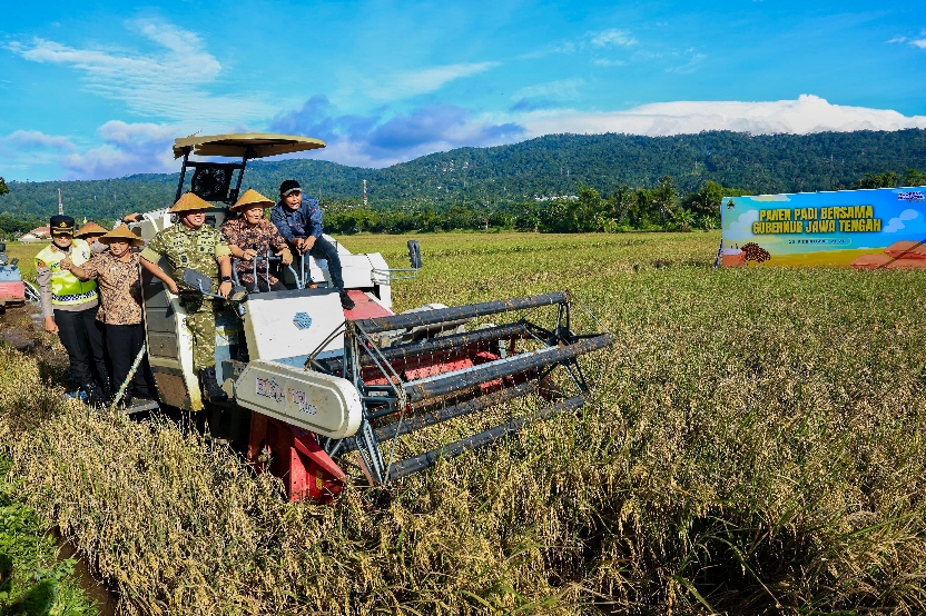 Panen Raya 35 Daerah, Jateng Bidik 3,35 Juta Ton GKG dalam Tiga Bulan