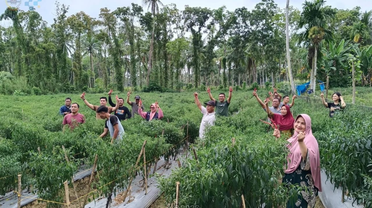 Gusit Hebat, BUMDes Maju Bersama Sukses Panen Cabai, Wujud Kemandirian Ekonomi Desa