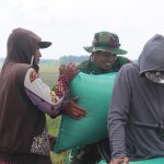 Aksi Humanis TNI di Sawah: Satgas TMMD Pati Turun Tangan Angkut Gabah, Ringankan Beban Petani