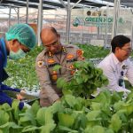 Greenhouse SPPG Palmerah Panen Sawi dan Nila untuk Menu Bergizi 2.529 Penerima Manfaat