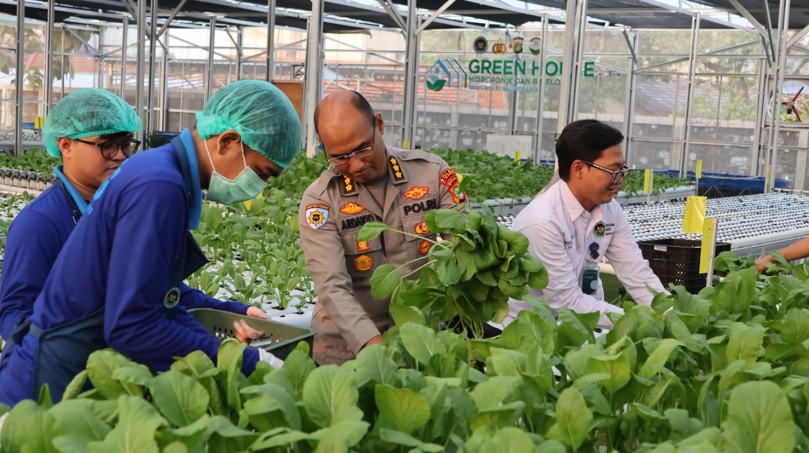 Greenhouse SPPG Palmerah Panen Sawi dan Nila untuk Menu Bergizi 2.529 Penerima Manfaat