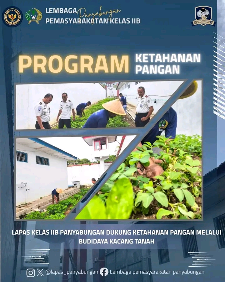 Dukung Ketahanan Pangan, Lapas Panyabungan Melaksanakan Kegiatan Budidaya Kacang Tanah di Area Lahan Pertanian