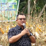 Ikut Panen Jagung  BUMDesa ‘SIGA’  Desa Sisarahili Gamo, Walkot Gusit:Program Dioptimalkan secara Berkelanjutan dan jadi Percontohan