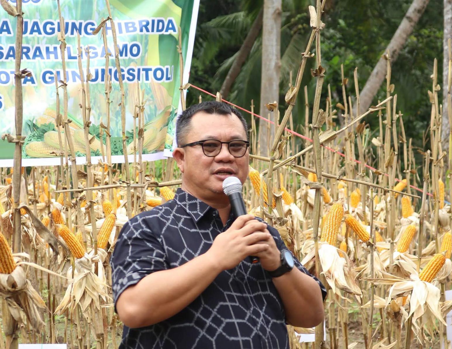 Ikut Panen Jagung  BUMDesa ‘SIGA’  Desa Sisarahili Gamo, Walkot Gusit:Program Dioptimalkan secara Berkelanjutan dan jadi Percontohan