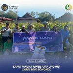 Lapas Tahuna Panen Raya Jagung, Capai 5000 Tongkol