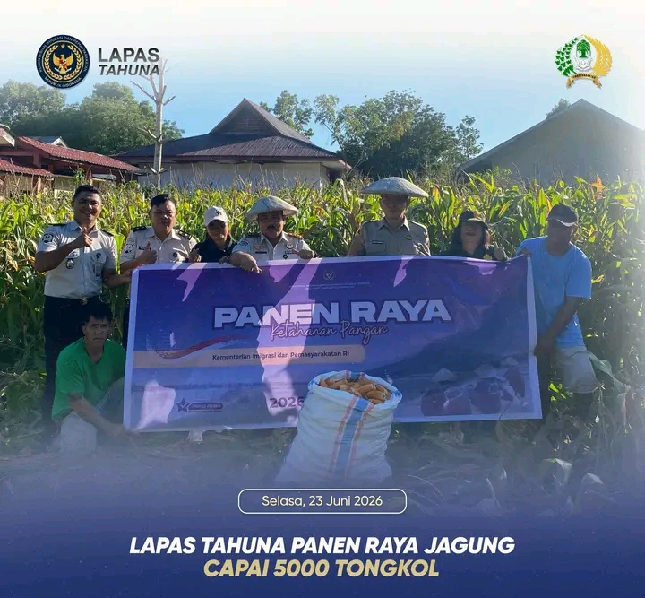 Lapas Tahuna Panen Raya Jagung, Capai 5000 Tongkol