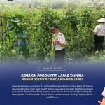 Semakin Produktif, Lapas Tahuna Panen 300 Ikat Kacang Panjang