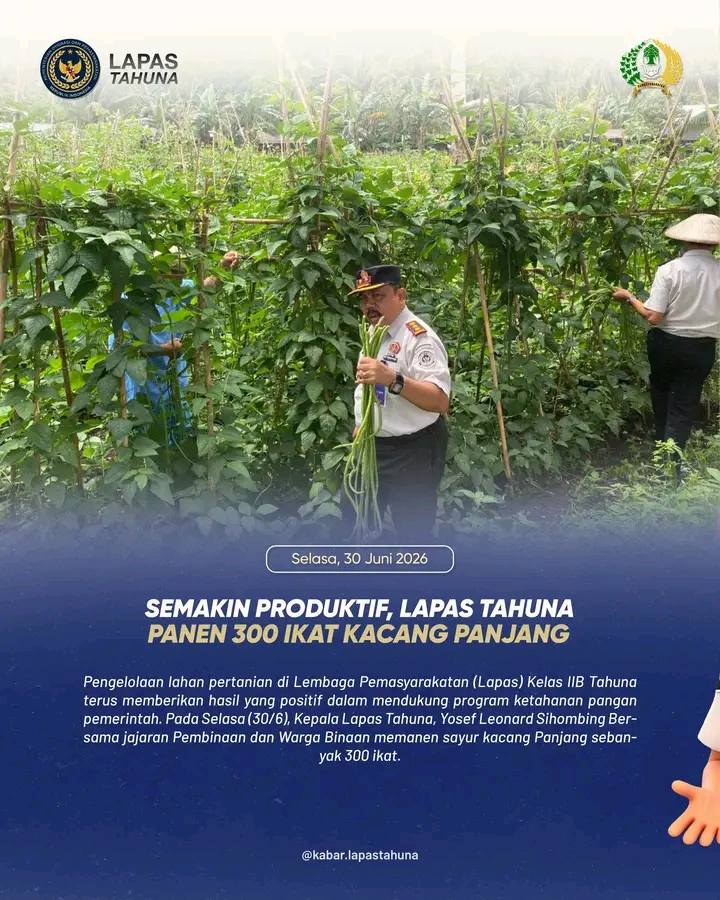 Semakin Produktif, Lapas Tahuna Panen 300 Ikat Kacang Panjang