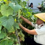 Program Ketahanan Pangan, Lapas Panyabungan Gelar Panen Raya Timun