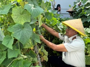 Program Ketahanan Pangan, Lapas Panyabungan Gelar Panen Raya Timun