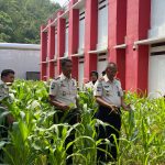 Kalapas Panyabungan Tinjau Pertumbuhan Tanaman Jagung, Dukung Ketahanan Pangan