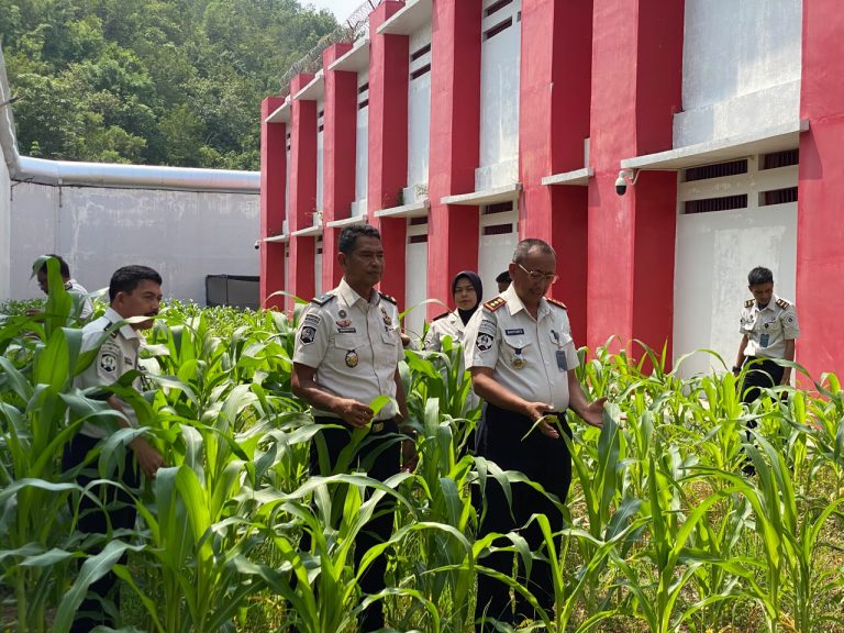 Kalapas Panyabungan Tinjau Pertumbuhan Tanaman Jagung, Dukung Ketahanan Pangan