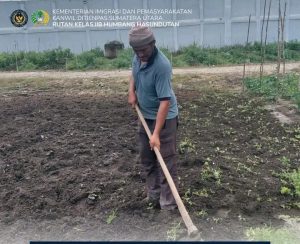 Perkuat Ketahanan Pangan, Rutan Humbahas Siapkan Lahan Budidaya Sawi Putih